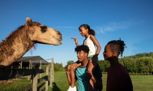 Children feeding llama at Safari Wilderness