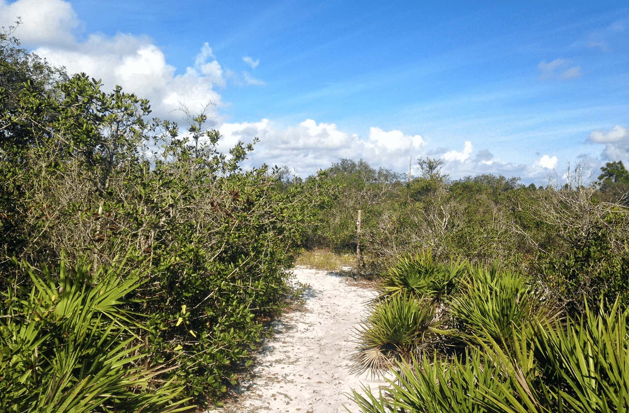 sandy scrub hiking trail at Crooked Lake Prairie in Babson Park, FL