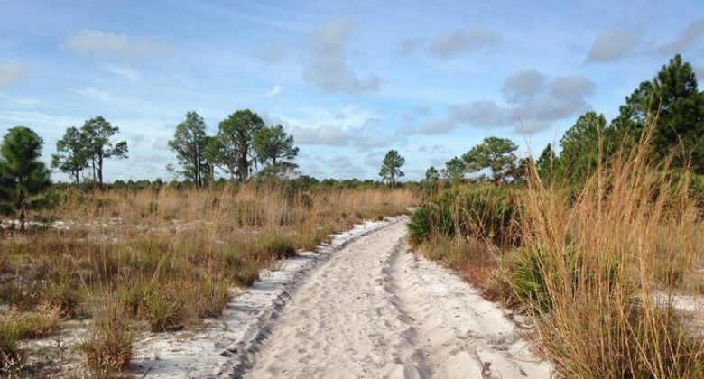 hiking trail at Crooked Lake Scrub in Babson Park, FL Web Conference Meeting Backgrounds