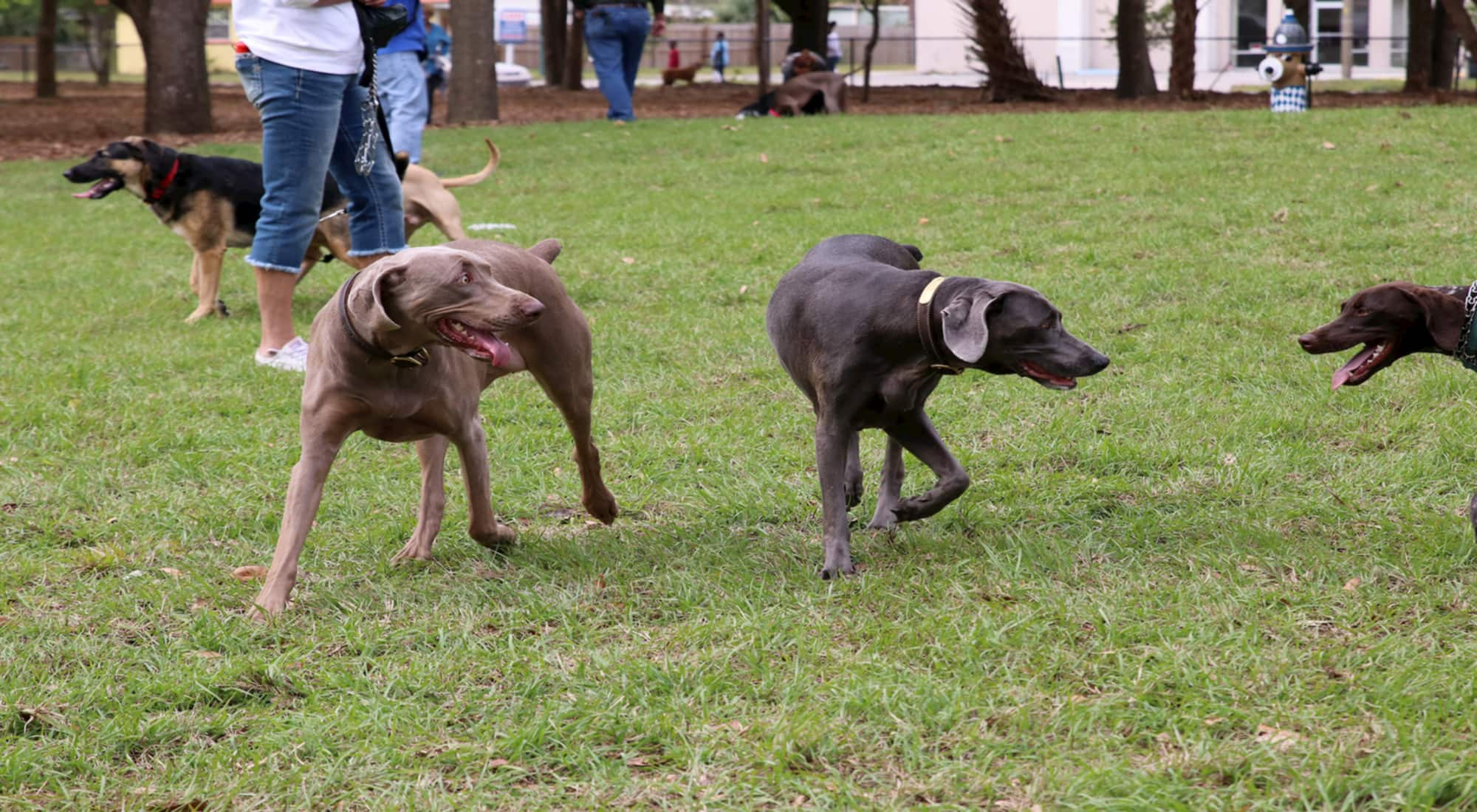 Bark Park