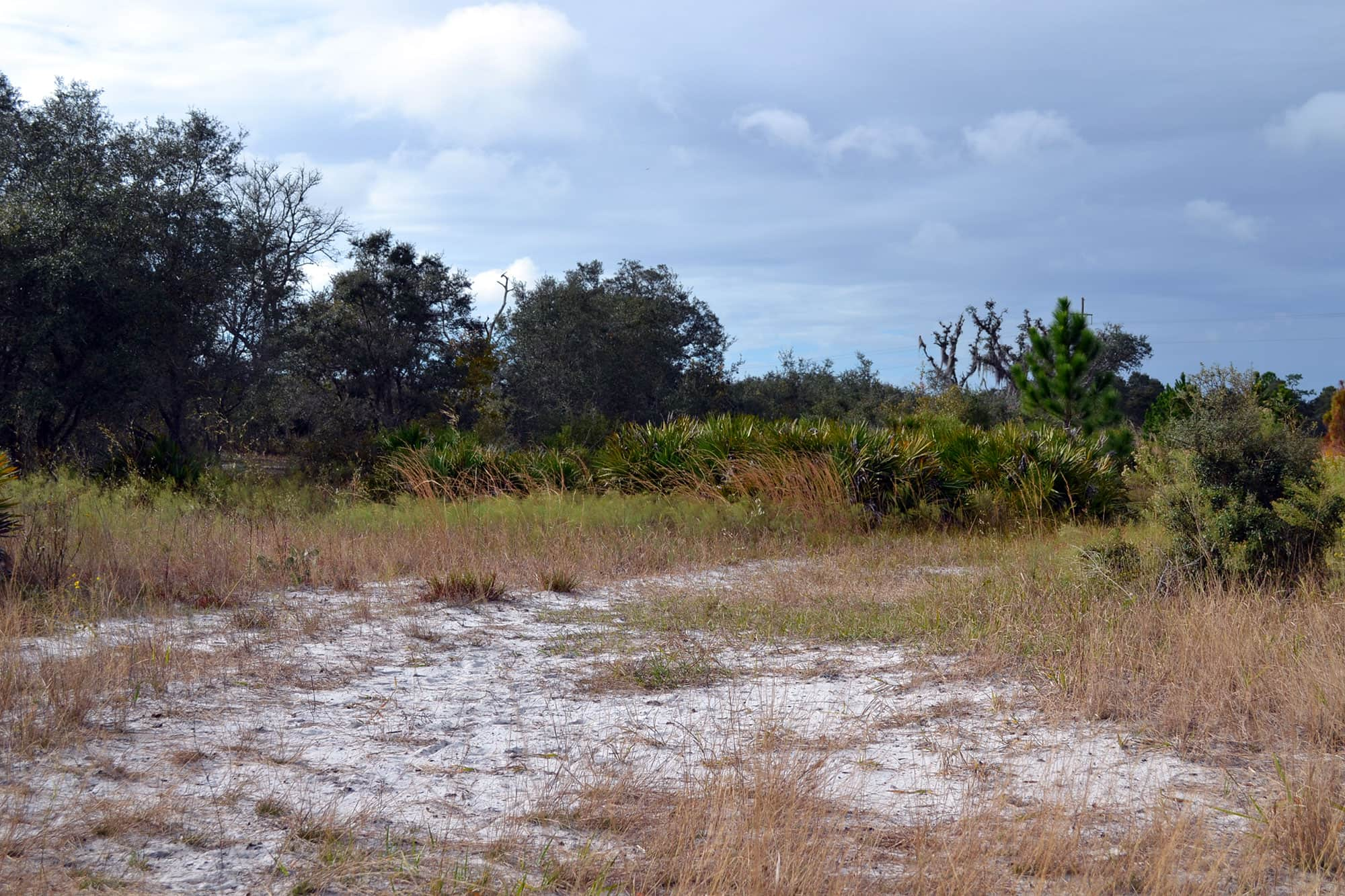 Sandy hiking trail at Walk-In-The-Water Wildlife Management Area