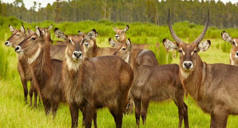 animals at Safari Wilderness in Lakeland