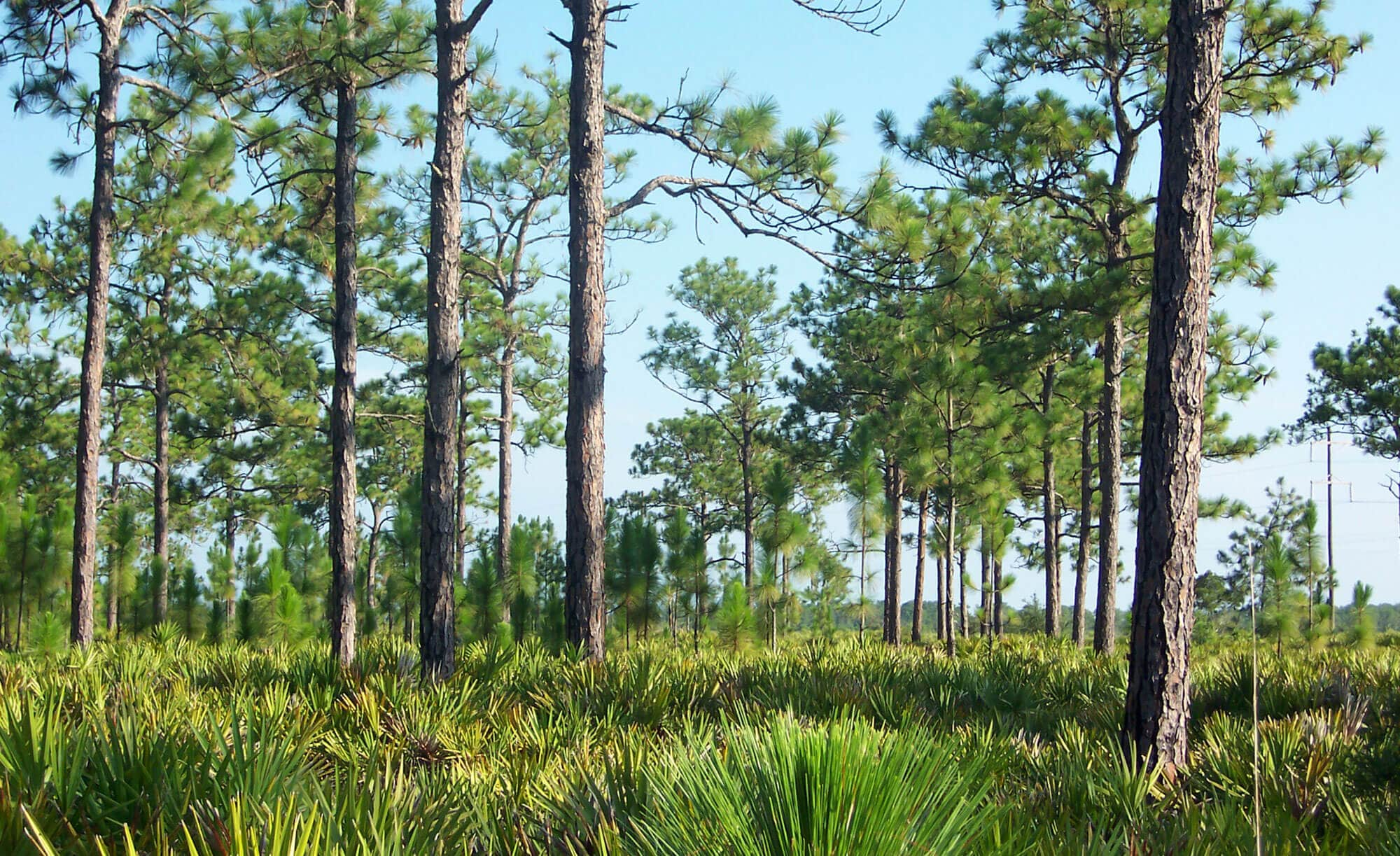 Trees and scrub along hiking trail at SUMICA in Lake Wales, FL