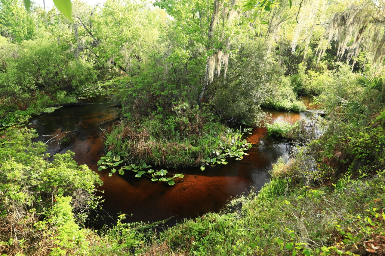 Creek Bluffs Loop at Tiger Creek Preserve